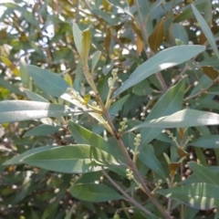 Olea europaea subsp. cuspidata (African Olive) at Mount Mugga Mugga - 1 Dec 2018 by Mike