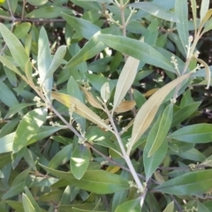 Olea europaea subsp. cuspidata at Red Hill, ACT - 1 Dec 2018