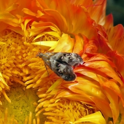 Tebenna micalis (Small Thistle Moth) at ANBG - 30 Nov 2018 by RodDeb