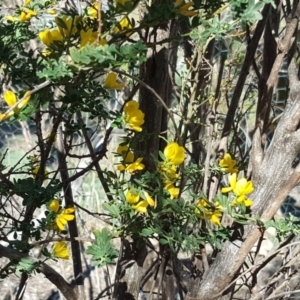 Cytisus scoparius subsp. scoparius at Symonston, ACT - 1 Dec 2018 04:04 PM