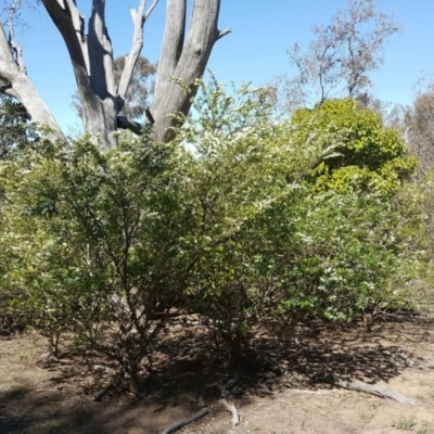 Ligustrum sinense (Narrow-leaf Privet, Chinese Privet) at Mount Mugga Mugga - 1 Dec 2018 by Mike