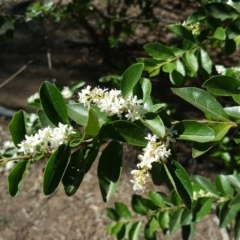 Ligustrum sinense at Symonston, ACT - 1 Dec 2018