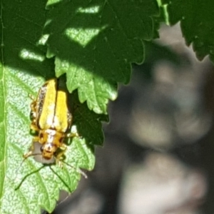 Xanthogaleruca luteola at Symonston, ACT - 1 Dec 2018 03:27 PM