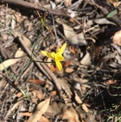 Tricoryne elatior (Yellow Rush Lily) at Hughes, ACT - 1 Dec 2018 by KL