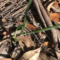 Tricoryne elatior at Hughes, ACT - 1 Dec 2018