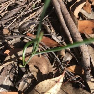 Tricoryne elatior at Hughes, ACT - 1 Dec 2018