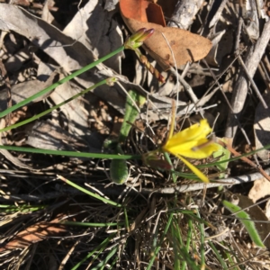 Tricoryne elatior at Hughes, ACT - 1 Dec 2018