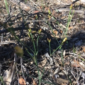 Tricoryne elatior at Hughes, ACT - 1 Dec 2018