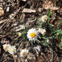Leucochrysum albicans subsp. tricolor (Hoary Sunray) at Hughes, ACT - 1 Dec 2018 by KL