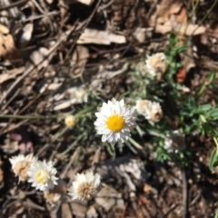 Leucochrysum albicans subsp. tricolor (Hoary Sunray) at Federal Golf Course - 1 Dec 2018 by KL