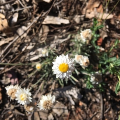 Leucochrysum albicans subsp. tricolor (Hoary Sunray) at Federal Golf Course - 1 Dec 2018 by KL