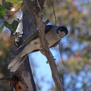 Manorina melanocephala at Symonston, ACT - 1 Dec 2018 01:55 PM