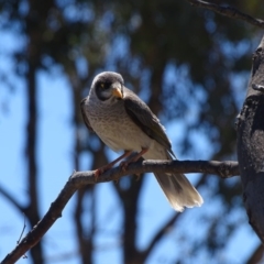 Manorina melanocephala at Symonston, ACT - 1 Dec 2018 01:55 PM