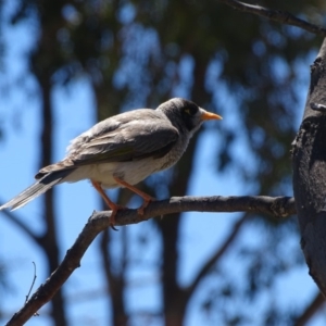 Manorina melanocephala at Symonston, ACT - 1 Dec 2018 01:55 PM