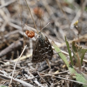 Synemon plana at Gundaroo, NSW - 30 Nov 2018 12:37 PM