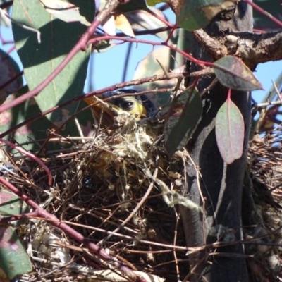 Manorina melanocephala (Noisy Miner) at Mount Mugga Mugga - 1 Dec 2018 by Mike