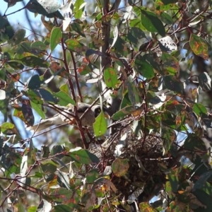 Manorina melanocephala at Symonston, ACT - 1 Dec 2018