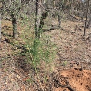 Asparagus officinalis at Ainslie, ACT - 1 Dec 2018 12:00 AM