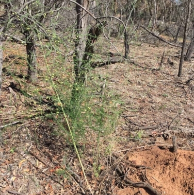 Asparagus officinalis (Asparagus) at Ainslie, ACT - 1 Dec 2018 by RWPurdie