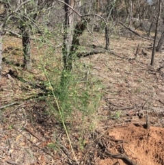 Asparagus officinalis (Asparagus) at Mount Ainslie - 30 Nov 2018 by RWPurdie