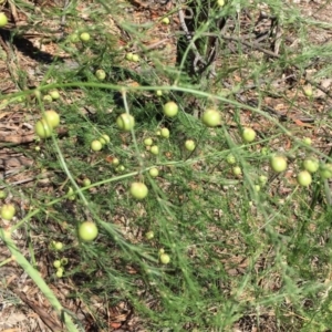 Asparagus officinalis at Ainslie, ACT - 1 Dec 2018 12:00 AM