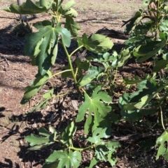 Ficus carica (Fig) at Ainslie, ACT - 1 Dec 2018 by RWPurdie