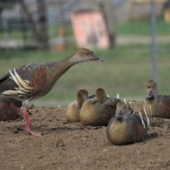Dendrocygna eytoni (Plumed Whistling-Duck) at Bungendore, NSW - 19 Oct 2018 by KumikoCallaway