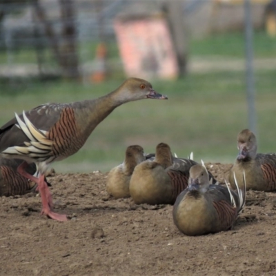 Dendrocygna eytoni (Plumed Whistling-Duck) at Bungendore, NSW - 20 Oct 2018 by KumikoCallaway