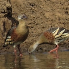 Dendrocygna eytoni at Bungendore, NSW - 20 Oct 2018