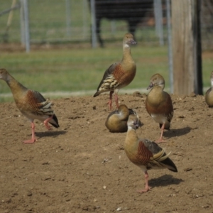 Dendrocygna eytoni at Bungendore, NSW - 20 Oct 2018