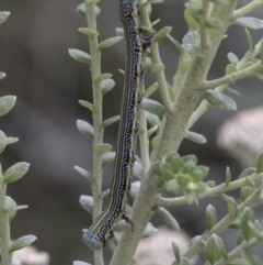 Chlenias (genus) (A looper moth) at ANBG - 30 Nov 2018 by Alison Milton