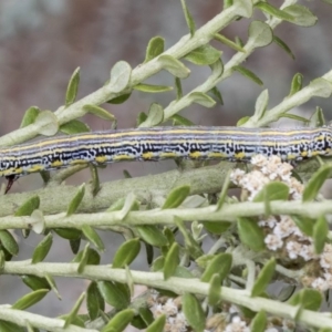 Chlenias (genus) at Acton, ACT - 30 Nov 2018