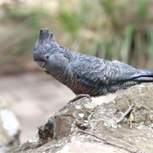 Callocephalon fimbriatum at Acton, ACT - suppressed