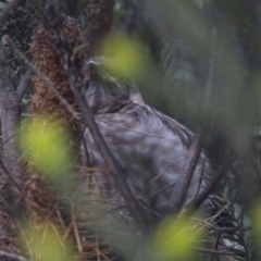 Anthochaera carunculata (Red Wattlebird) at Acton, ACT - 2 Dec 2018 by AlisonMilton