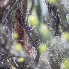 Anthochaera carunculata at Acton, ACT - 2 Dec 2018