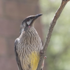 Anthochaera carunculata at Acton, ACT - 2 Dec 2018