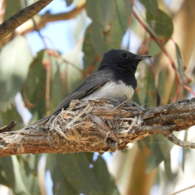 Myiagra rubecula (Leaden Flycatcher) at Mount Taylor - 30 Nov 2018 by MatthewFrawley