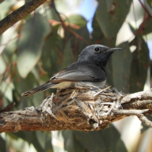 Myiagra rubecula at Kambah, ACT - 1 Dec 2018