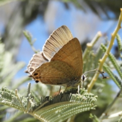 Jalmenus icilius (Amethyst Hairstreak) at Mount Taylor - 30 Nov 2018 by MatthewFrawley