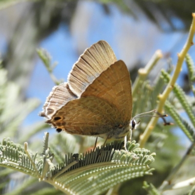 Jalmenus icilius (Amethyst Hairstreak) at Kambah, ACT - 1 Dec 2018 by MatthewFrawley