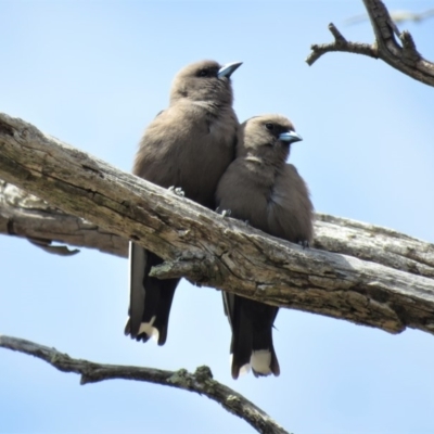 Artamus cyanopterus (Dusky Woodswallow) at Tharwa, ACT - 27 Nov 2018 by KumikoCallaway