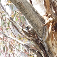 Artamus cyanopterus at Tharwa, ACT - 27 Nov 2018