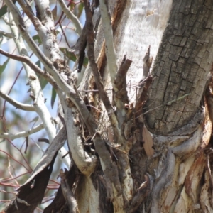 Artamus cyanopterus at Tharwa, ACT - 27 Nov 2018