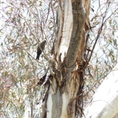 Artamus cyanopterus at Tharwa, ACT - 27 Nov 2018