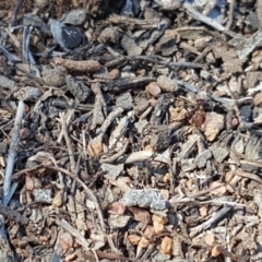 Papyrius nitidus at Red Hill, ACT - suppressed