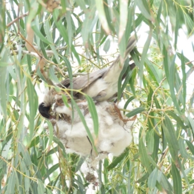 Philemon corniculatus (Noisy Friarbird) at Tharwa, ACT - 27 Nov 2018 by KumikoCallaway