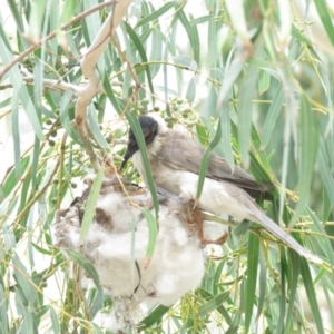 Philemon corniculatus at Tharwa, ACT - 27 Nov 2018