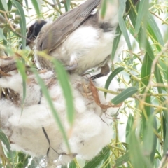 Philemon corniculatus at Tharwa, ACT - 27 Nov 2018