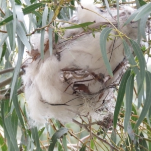 Philemon corniculatus at Tharwa, ACT - 27 Nov 2018