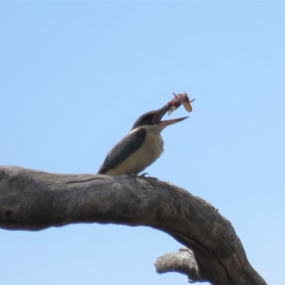 Todiramphus sanctus (Sacred Kingfisher) at Tennent, ACT - 27 Nov 2018 by KumikoCallaway